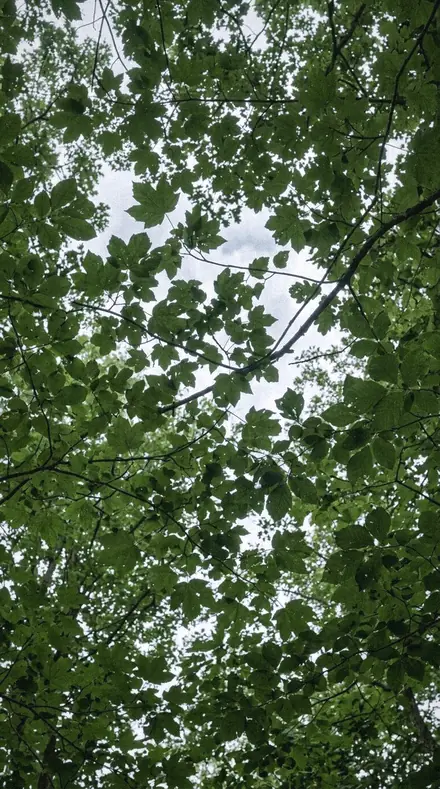 Leaf Sap applied to Shade under the fronds, green left honest